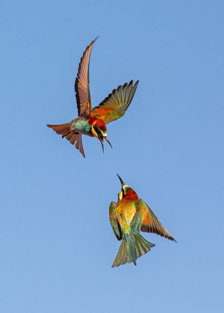Colorful Bee-eaters in Flight