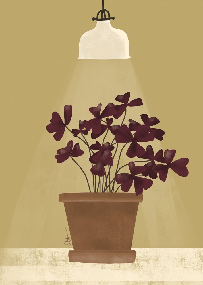 Crimson Clover Glow