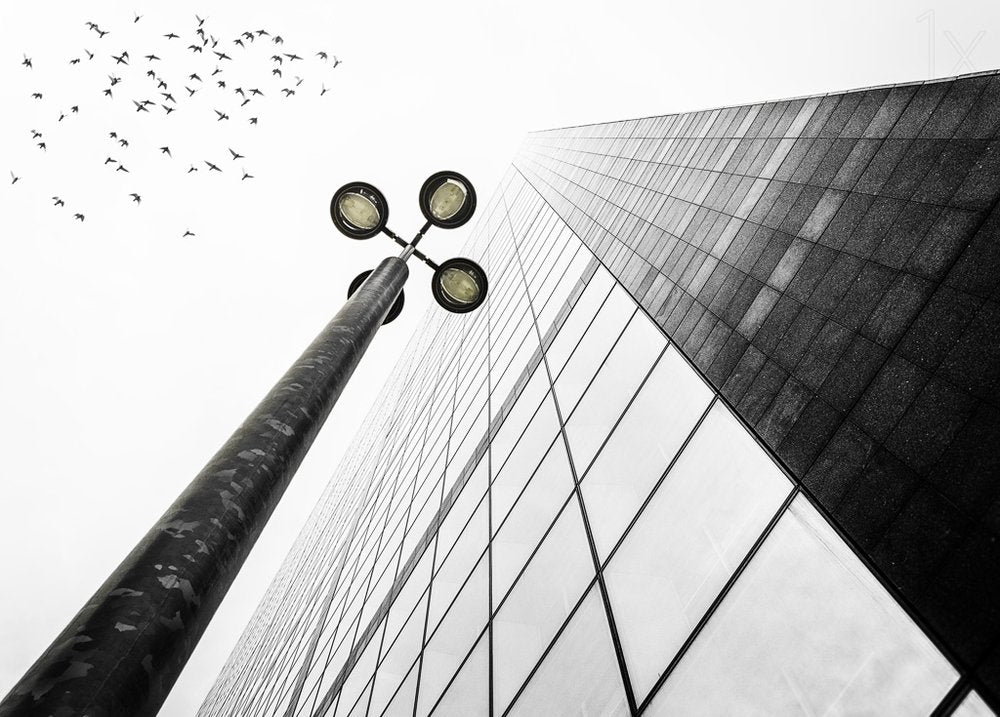 Upward City Birds