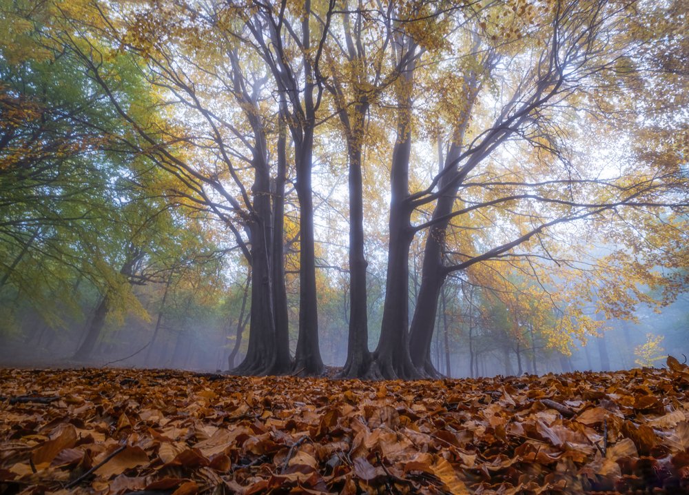 Golden Autumn Mist