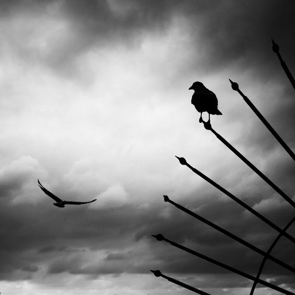 Birds In Silhouette