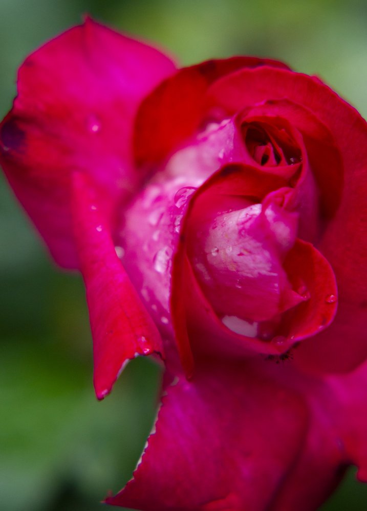 Dewy Red Rose