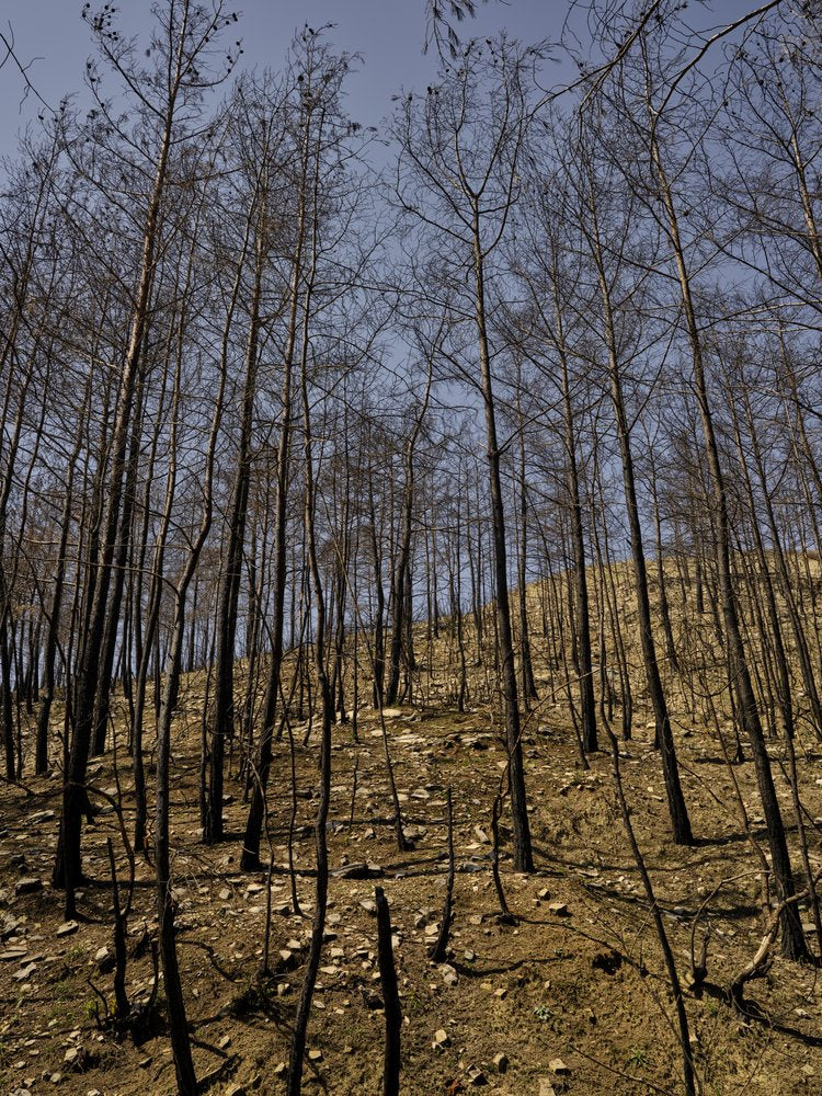 Burnt Forest Aftermath