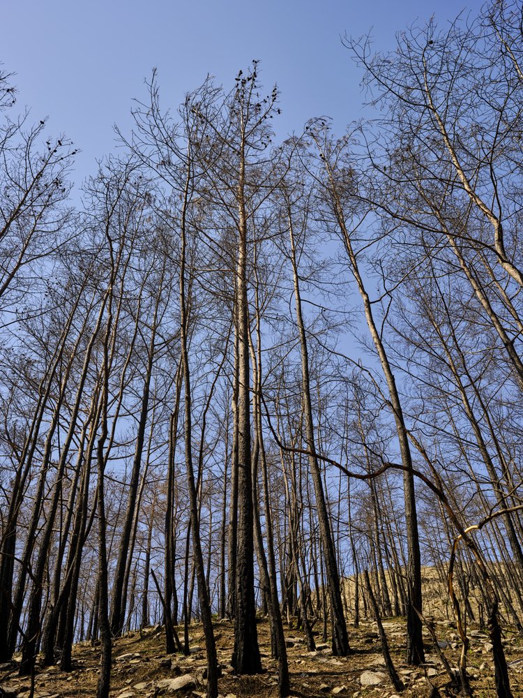 Burnt Forest Blue Sky