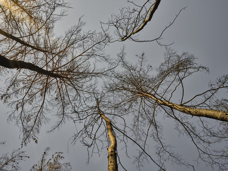 Trees Reaching Sky