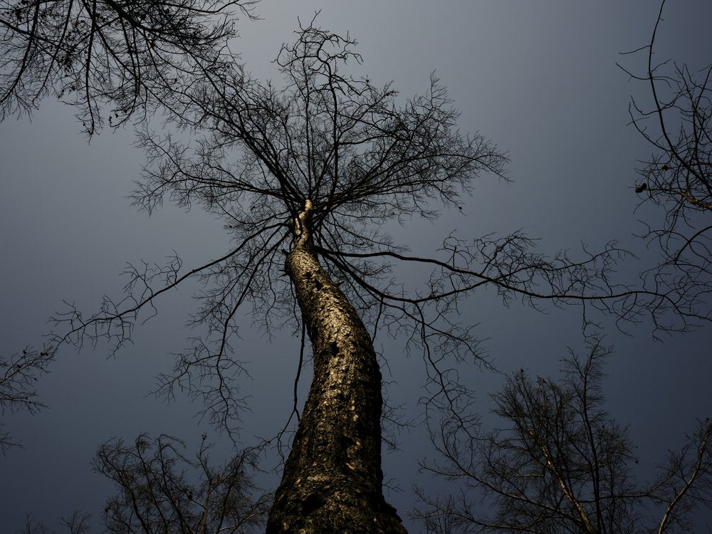 Stark Winter Tree Sky