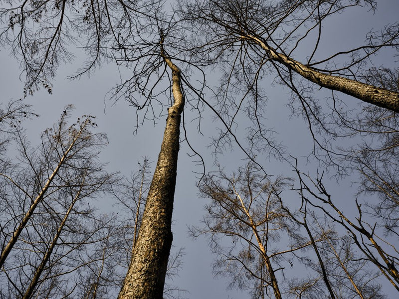 Bare Trees Upward
