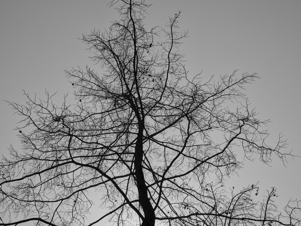 Winter Tree Silhouette