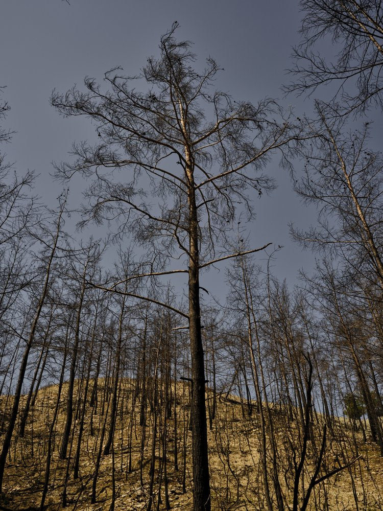 Burnt Forest Aftermath