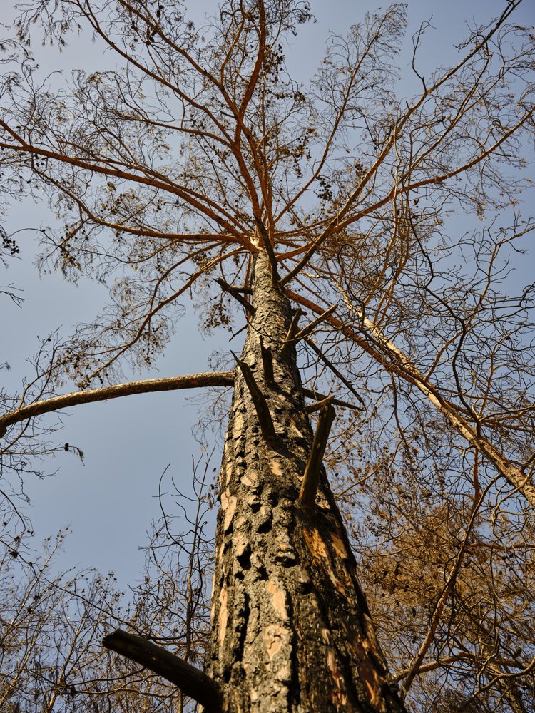 Tall Tree Reaching Sky