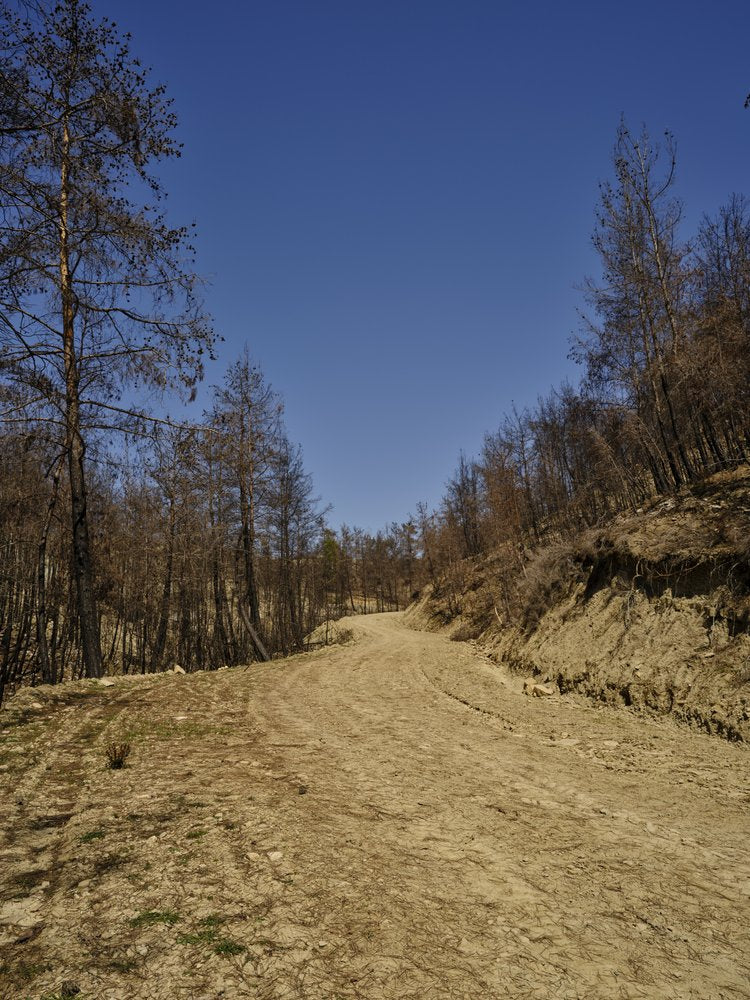 Burnt Trees Under Blue Sky