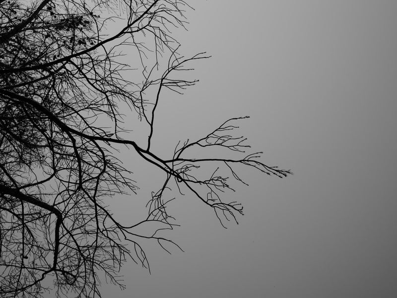 Bare Winter Branches