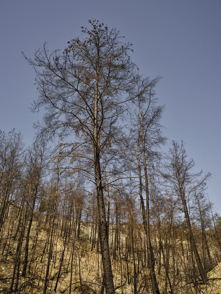 Stark Forest Sky