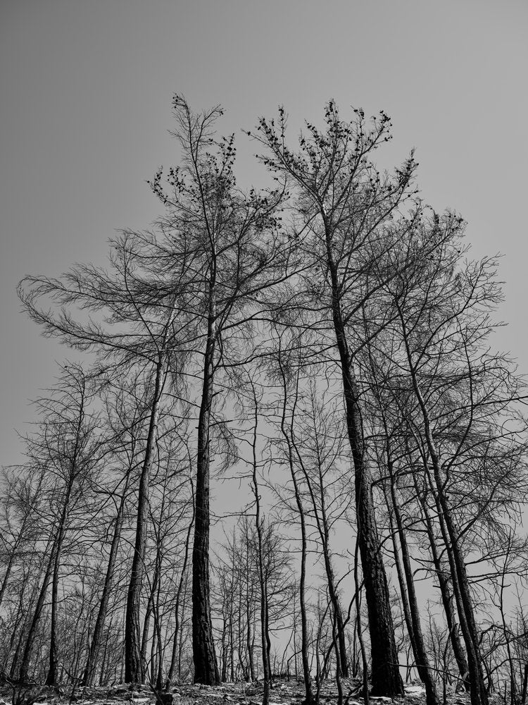 Monochrome Bare Trees