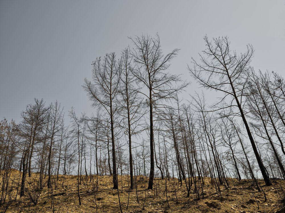 Burnt Forest Landscape
