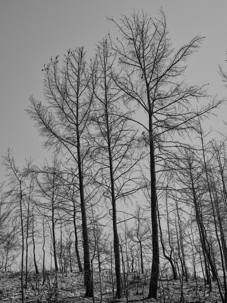Stark Burnt Forest