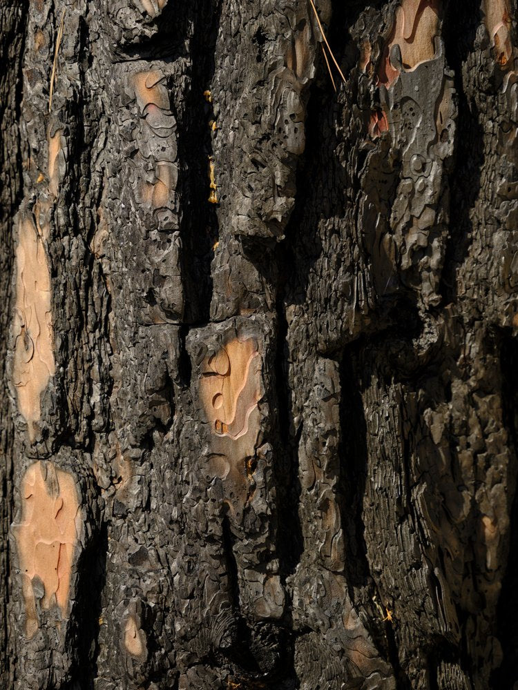 Deep Bark Texture