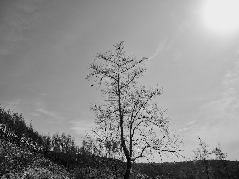 Stark Winter Tree