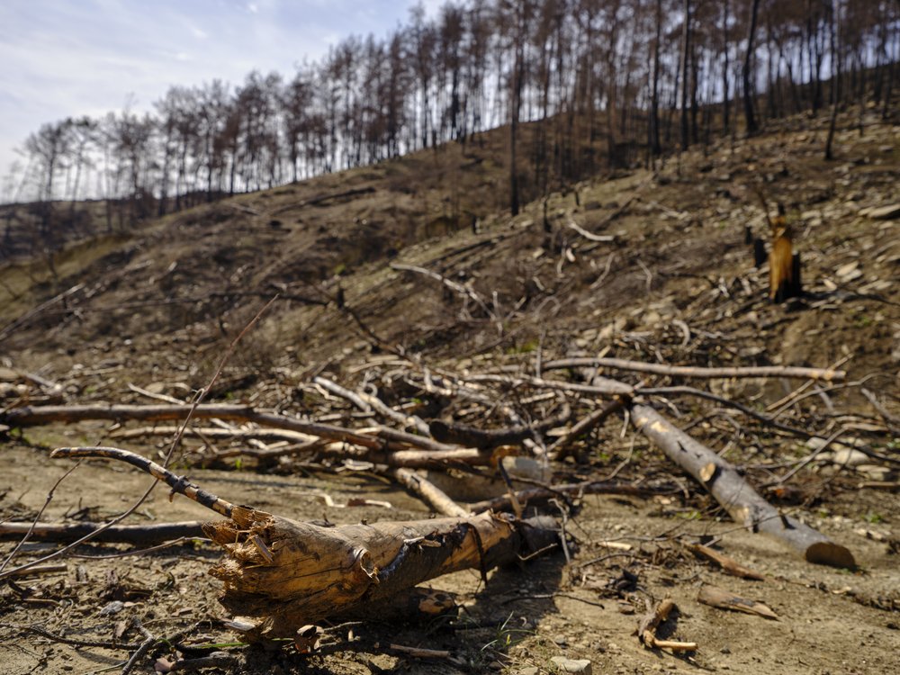 Desolate Burnt Forest