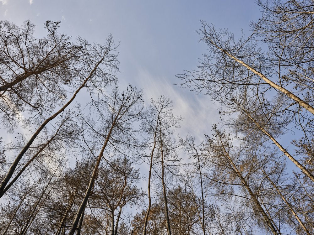 Burnt Tree Canopy View