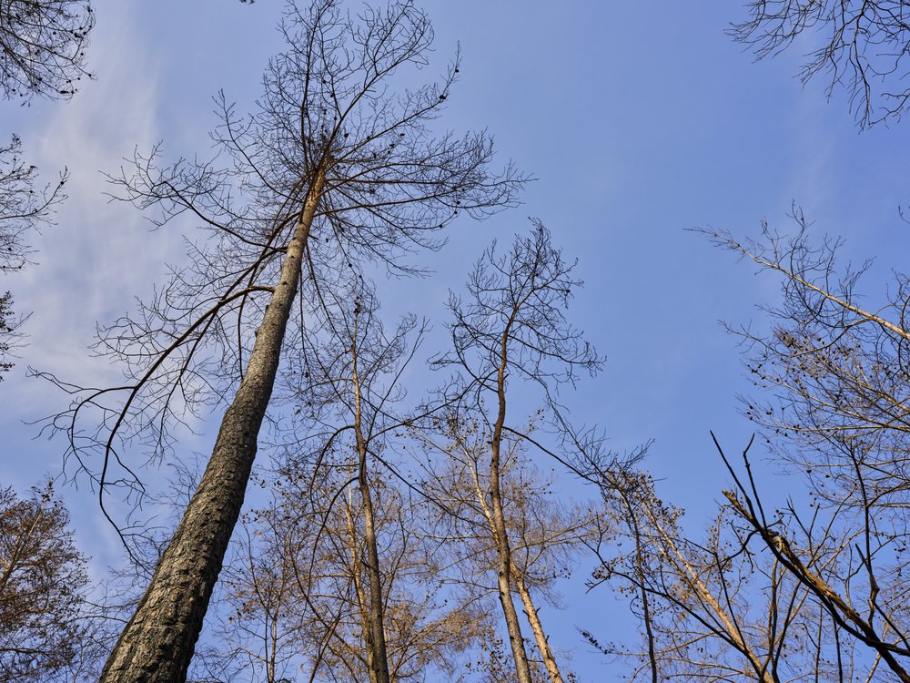 Winter Trees Skyward