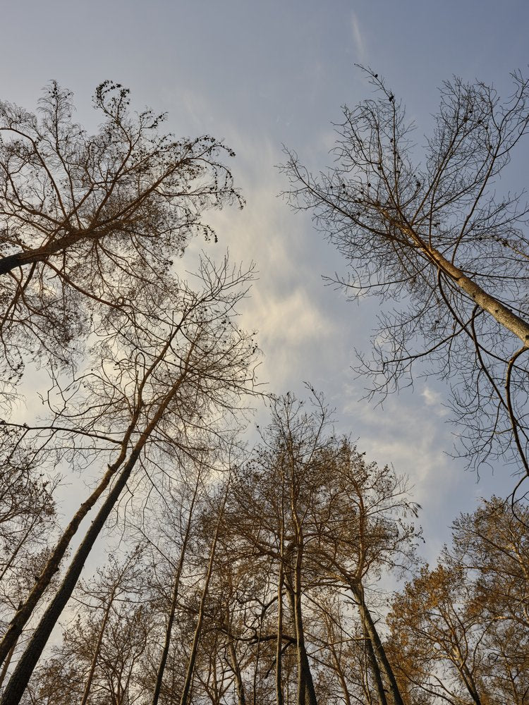 Trees Reaching Sky