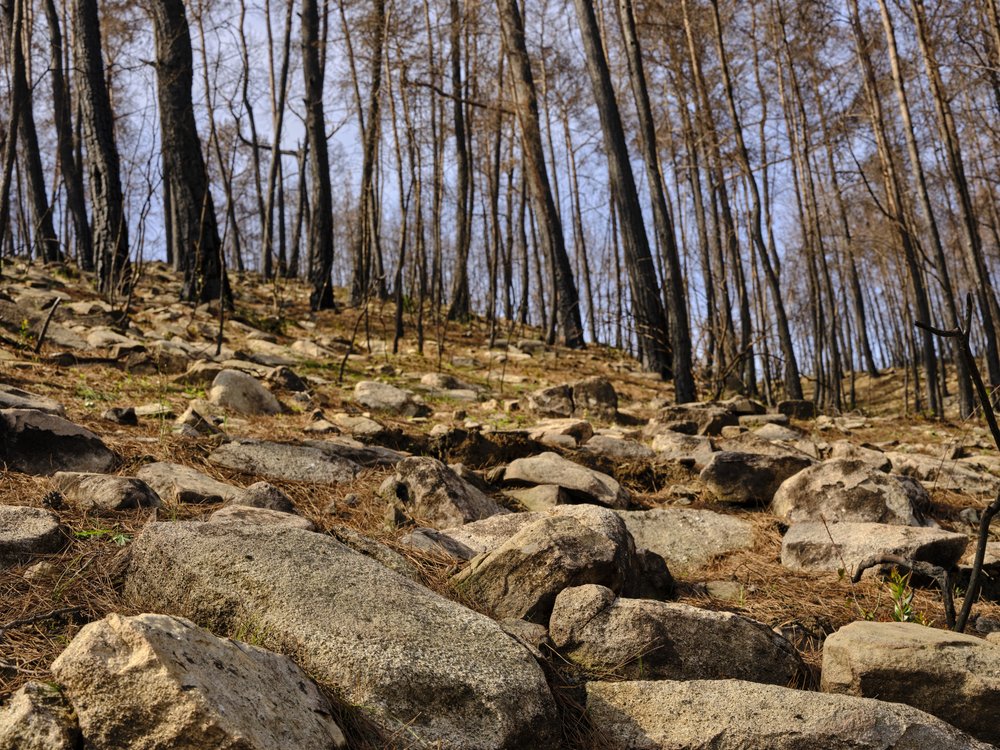 Burned Forest Rocks