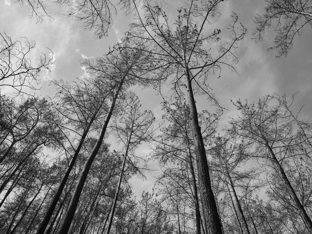 Charred Forest Drama