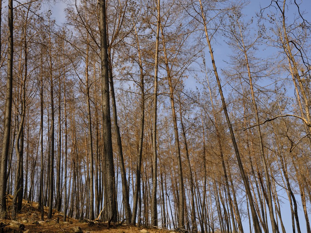 Silent Forest Ascent