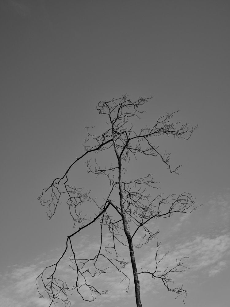 Stark Leafless Tree