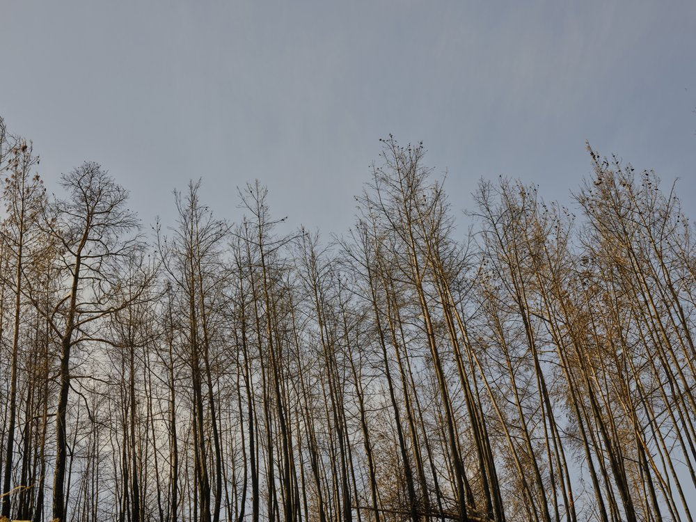 Tall Burnt Forest