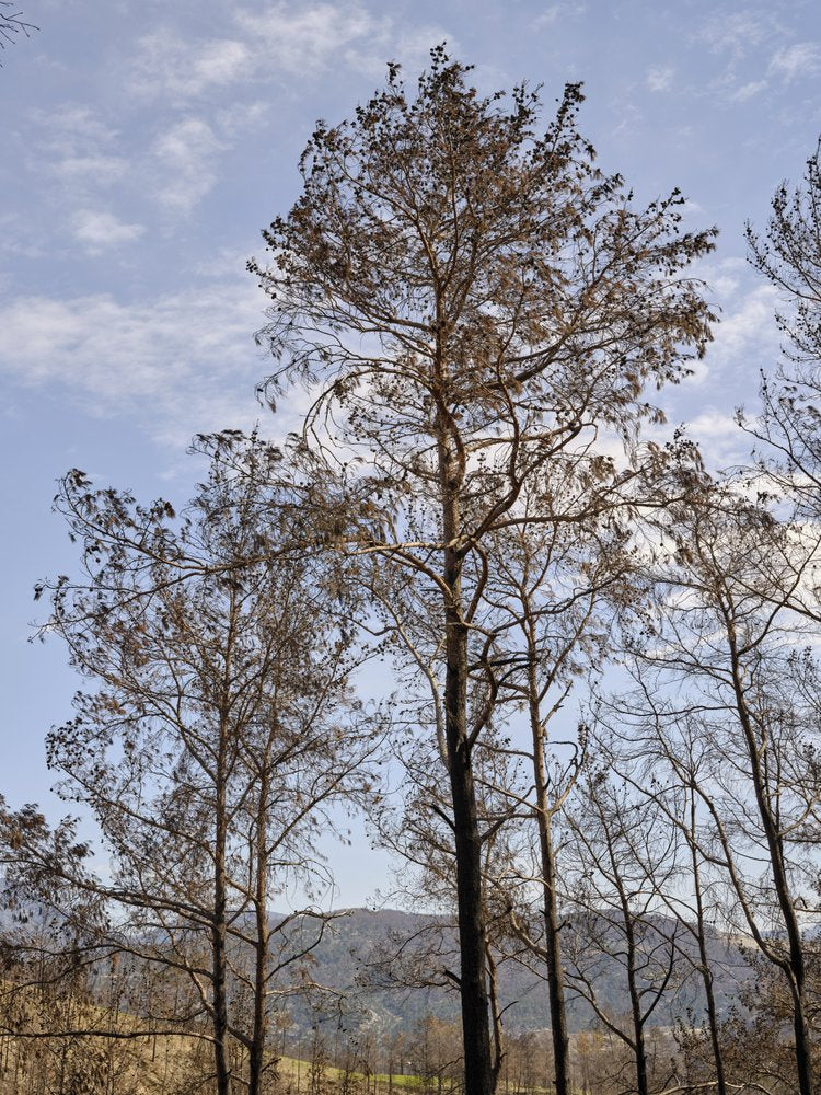 Burnt Trees Blue Sky