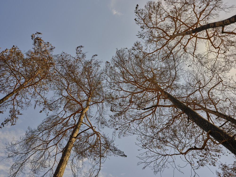 Bare Trees Blue Sky