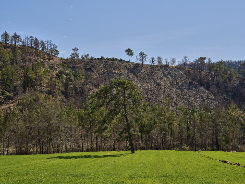 Pine Tree Green Field