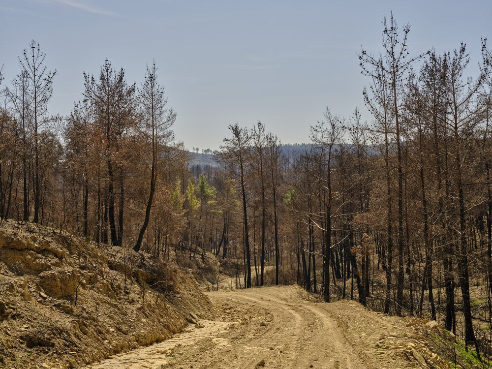 Burnt Forest Road