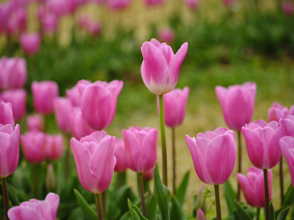 Blooming Pink Tulips
