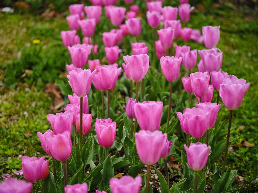 Vibrant Pink Tulips