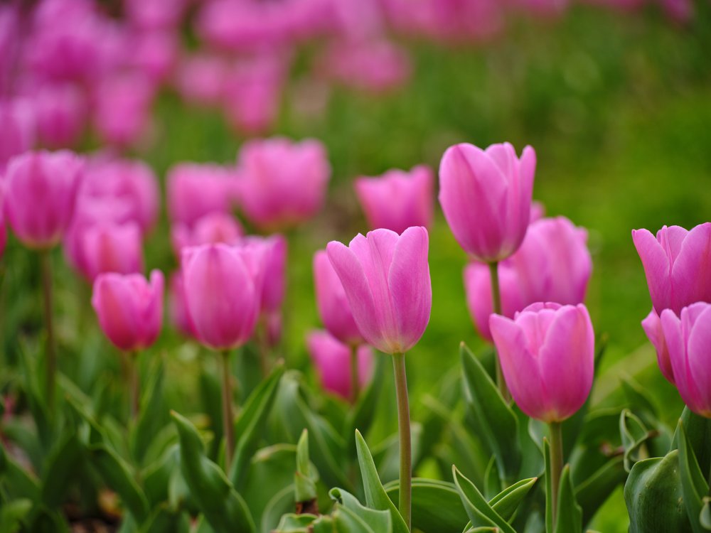 Vibrant Pink Tulips