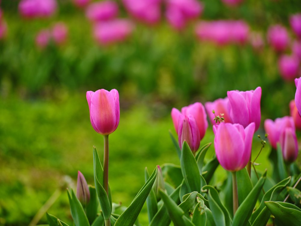 Pink Tulips