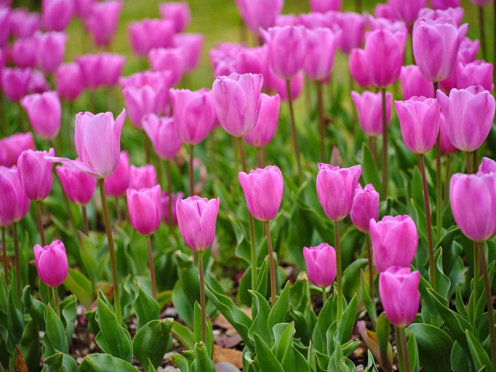 Vibrant Pink Tulips
