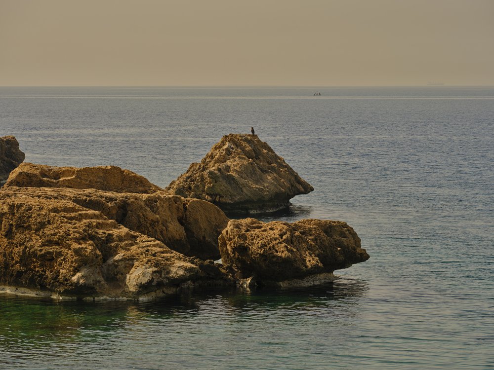 Bird On Coastal Rocks