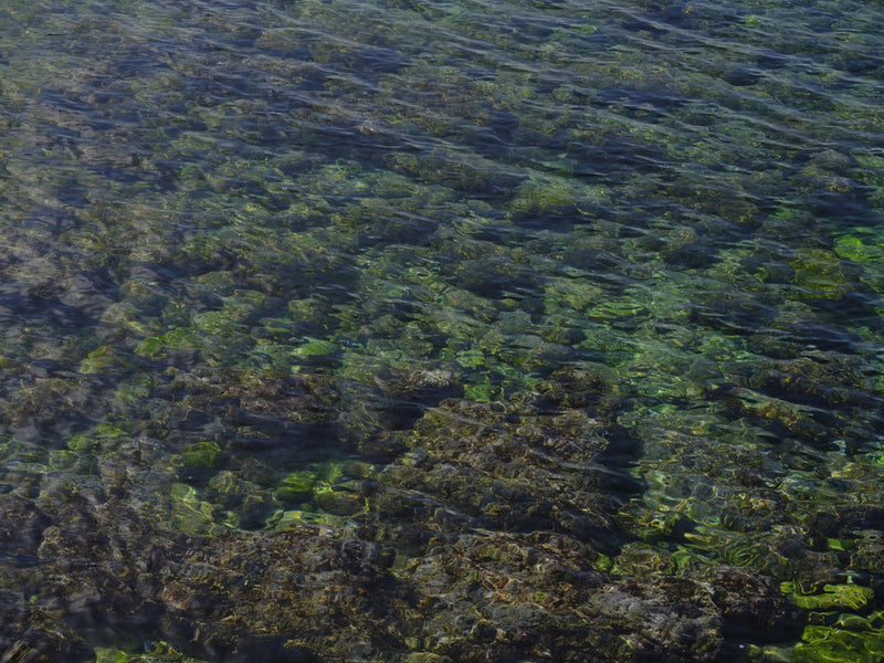 Shallow Water Greens
