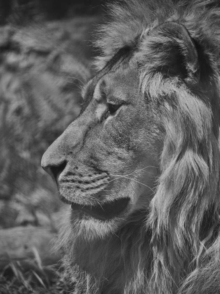Majestic Lion Profile