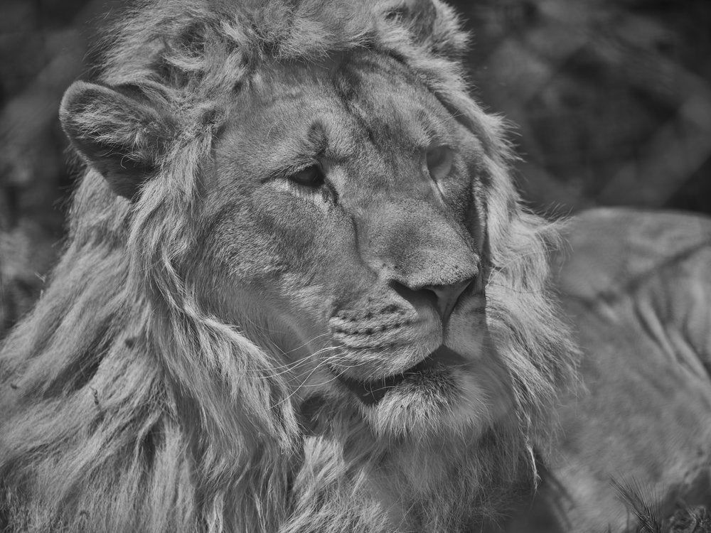 Majestic Lion Profile