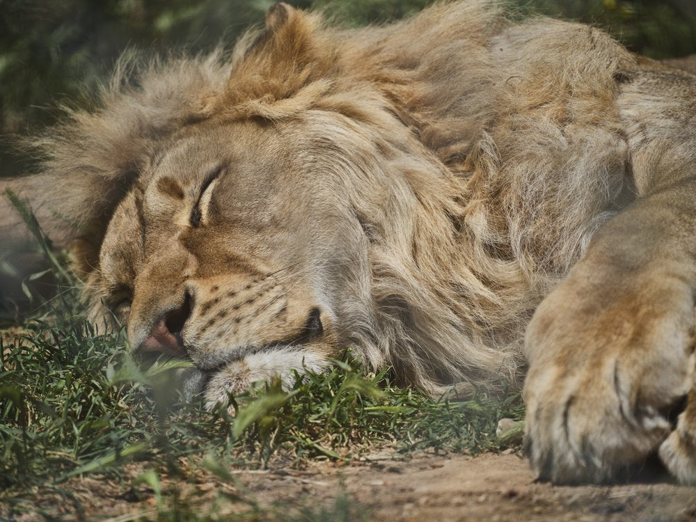 Peaceful Lion Napping