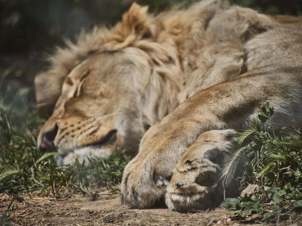 Majestic Resting Lion