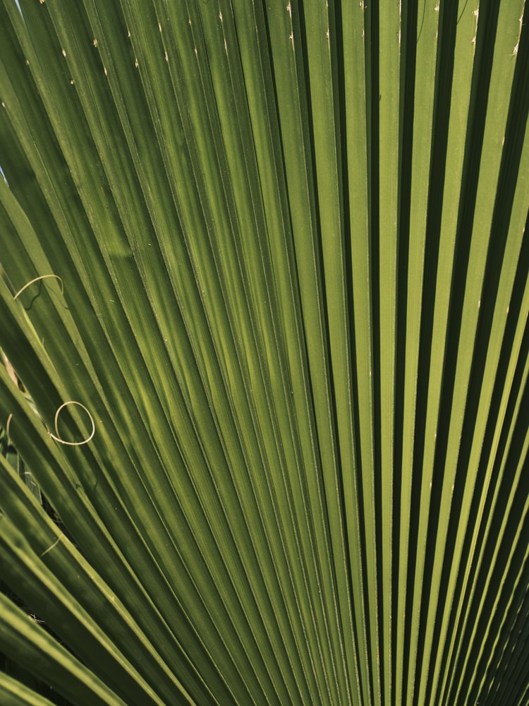 Sunlit Tropical Leaf
