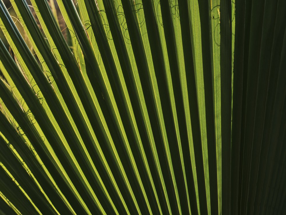 Sunlit Tropical Leaf