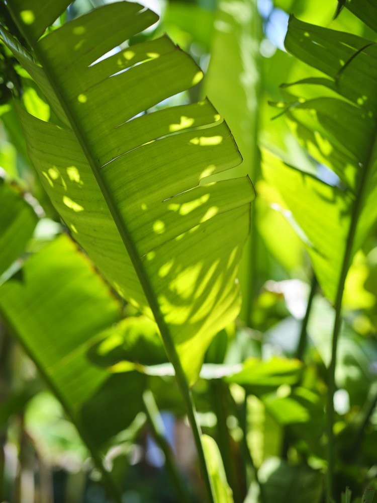 Tropical Sunlit Leaves