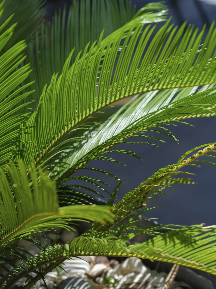 Tropical Palm Leaves